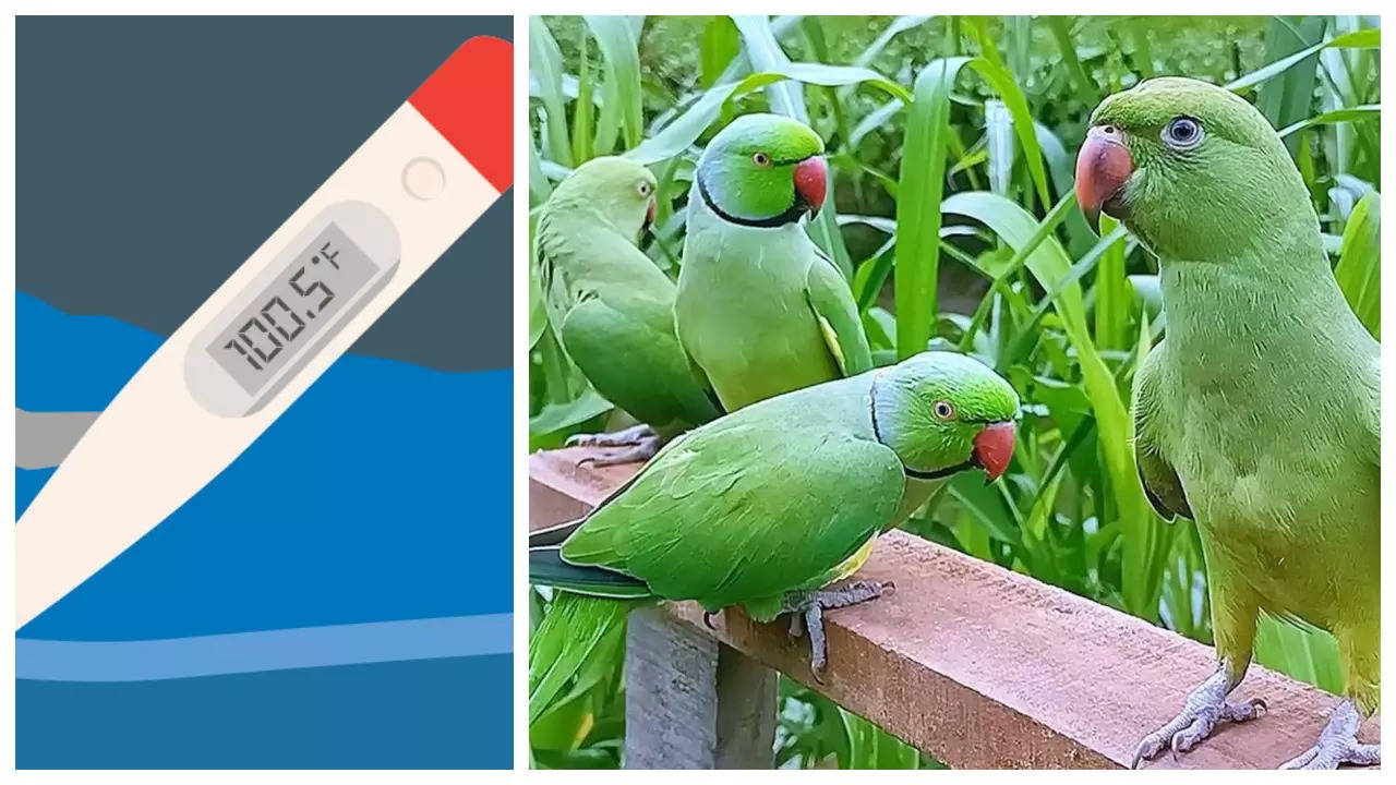 Parrot Fever Outbreak in Europe