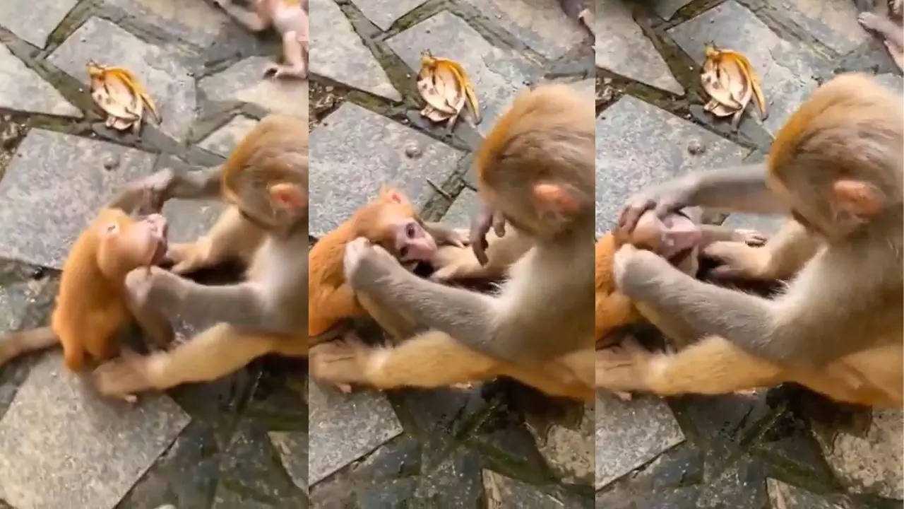 Monkey Emotional Video