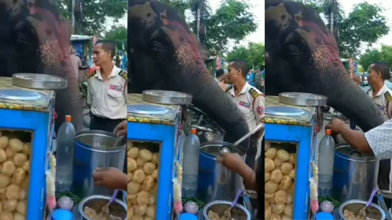 Elephant Eating Panipuri