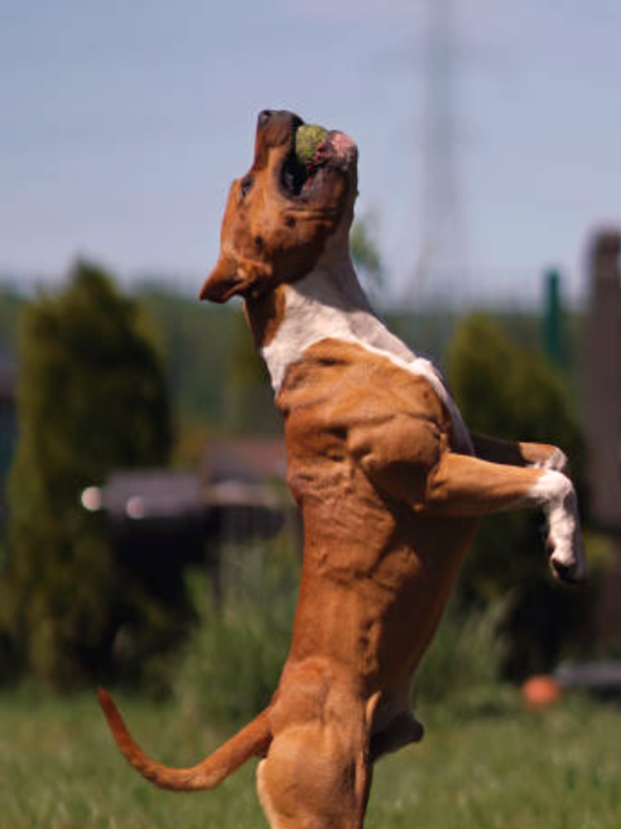 pitbull-terrier-american-bulldog-rottweiler-and-mastiff-breeds-dogs