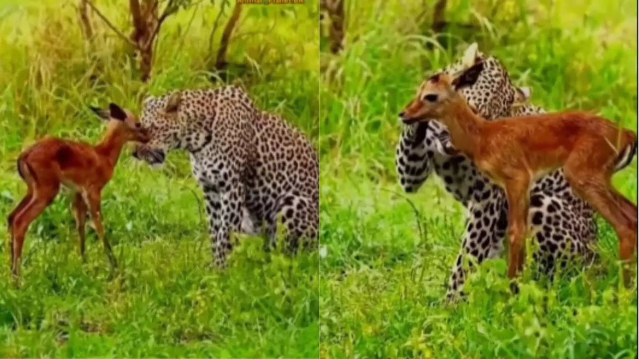 Leopard Caressing Deer Baby 