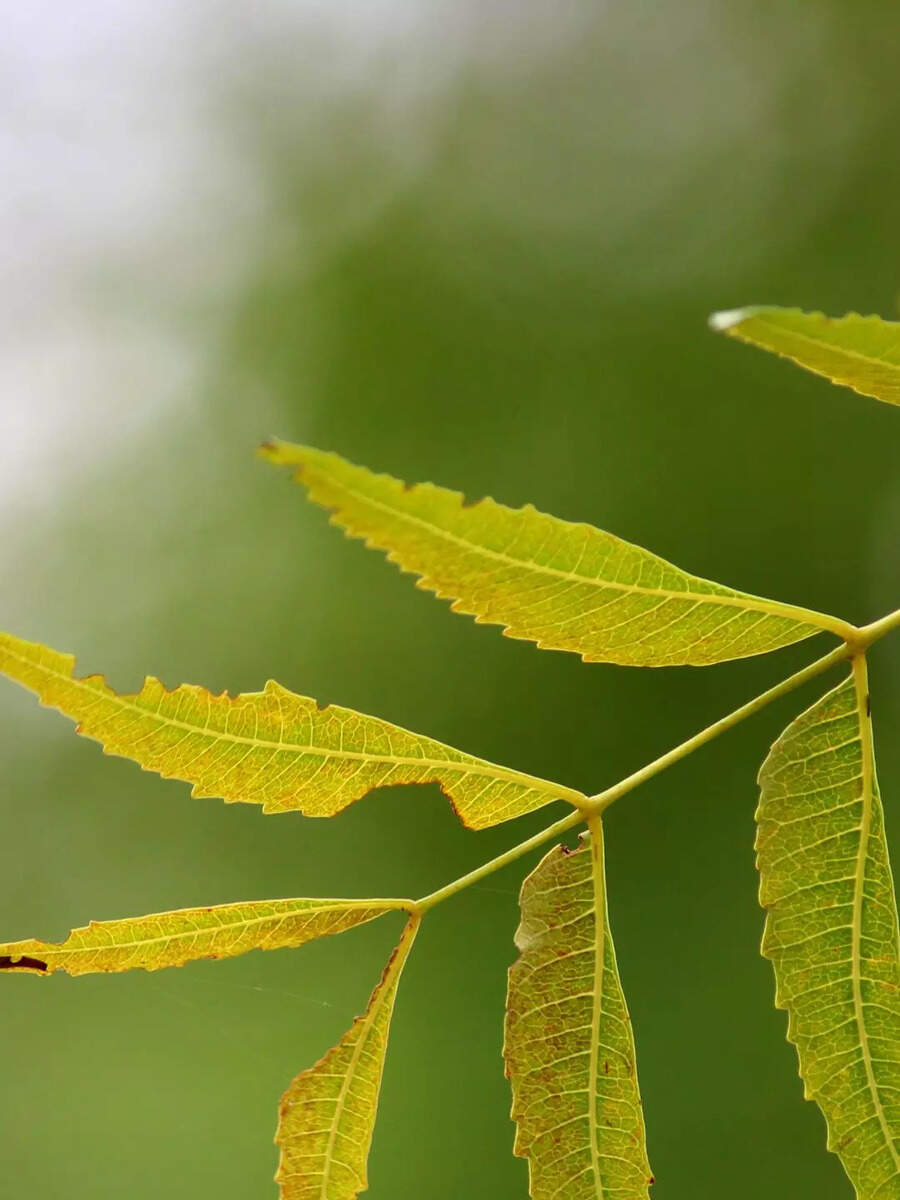 Neem Leaves Side Effects in marathi कडुलिंबाची पाने जास्त खाल्ल्याने
