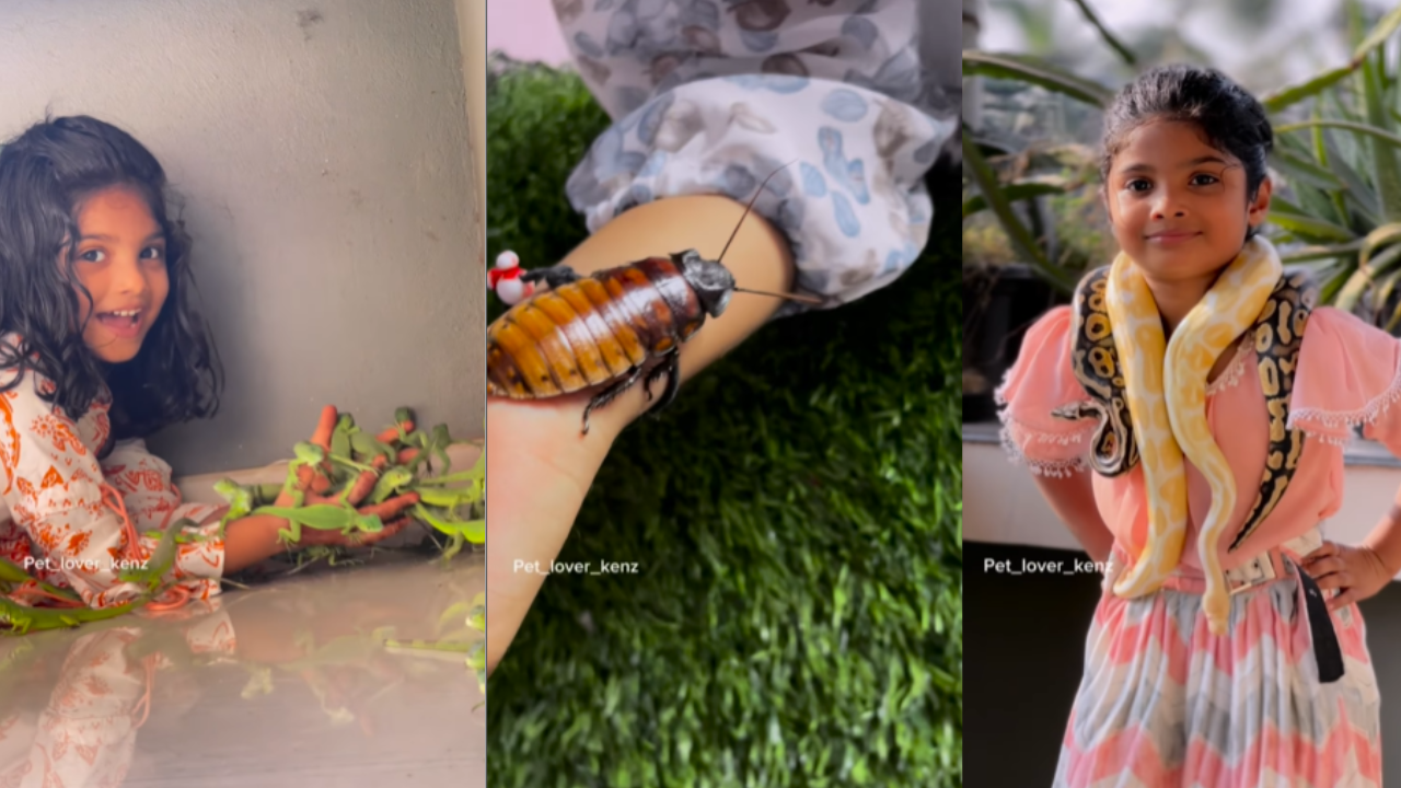 ​viral video, girl play with python, girl play with lizards, girl play with cockroaches, video viral, viral hindi news, news in hindi