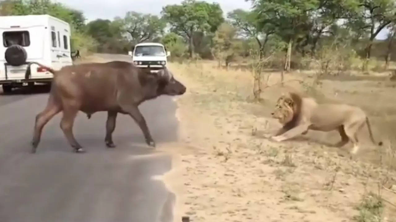 lion vs buffalo