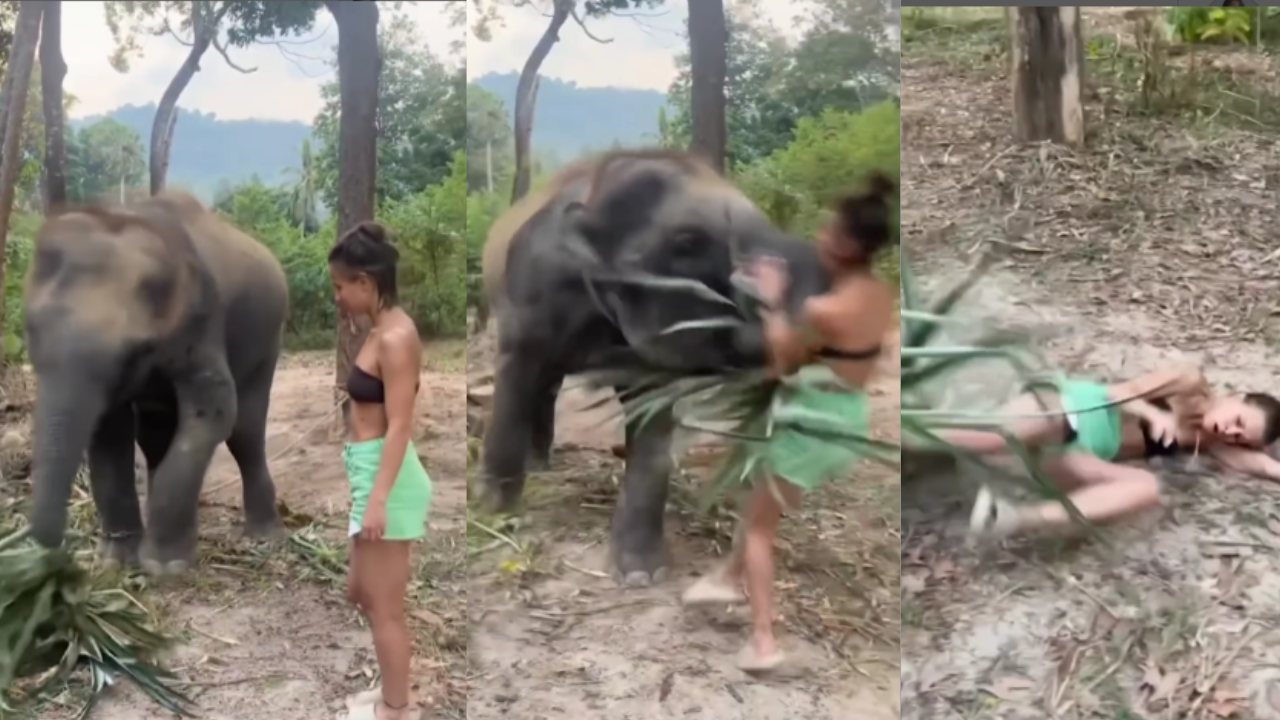 Elephant Attack Video