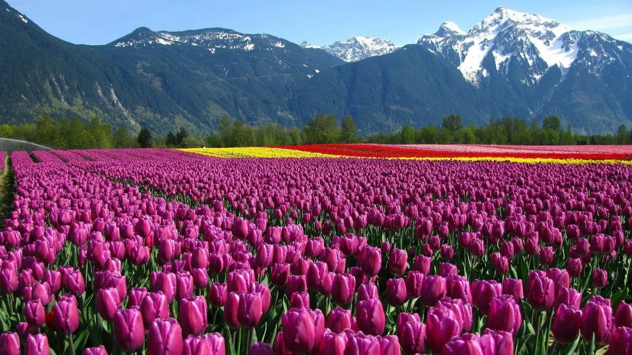 Srinagar Tulip Garden