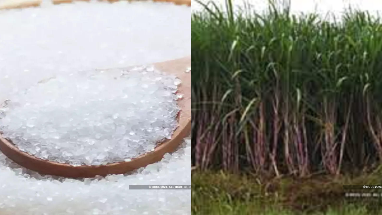 sugar production