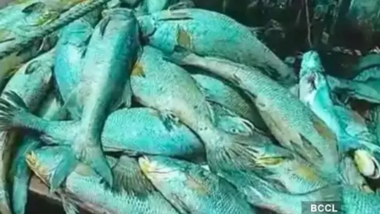 fish production in india