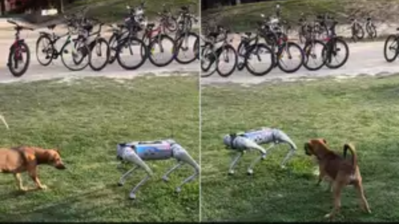 ​Video Viral, IIT Kanpur, IIT Kanpur Dog, IIT Kanpur Robotic Dog, IIT Kanpur Dog Video, IIT Kanpur Dog Video Viral , Video, Viral, Viral News, News in Hindi