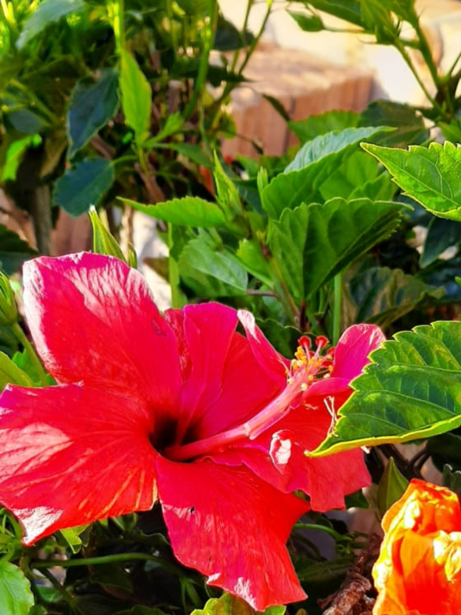 Vastu Tips Plant Hibiscus plant in this direction of the house, keep in mind Vastu rules