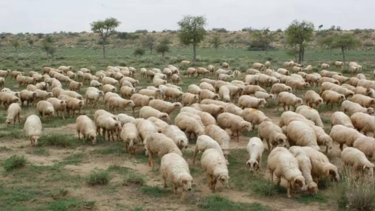 Stray Dogs Attack Sheeps