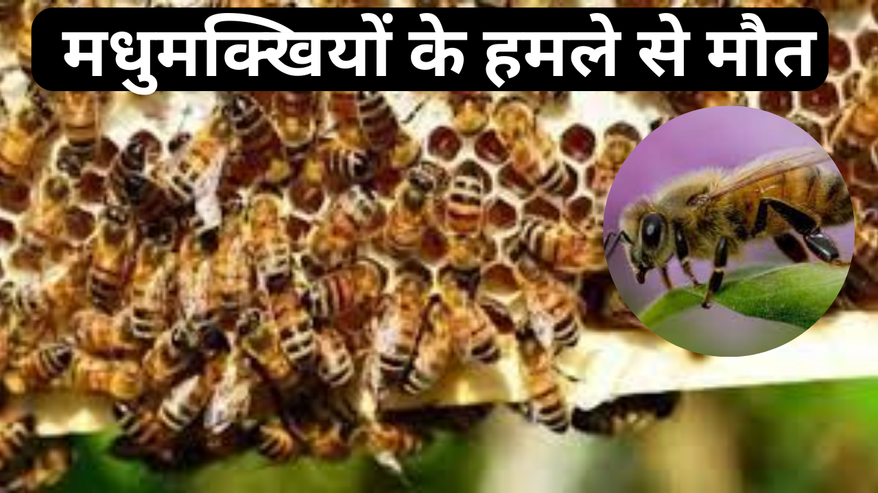 Man died due to bee attack in Morena