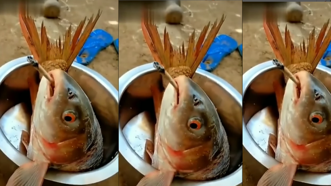 fish funny video