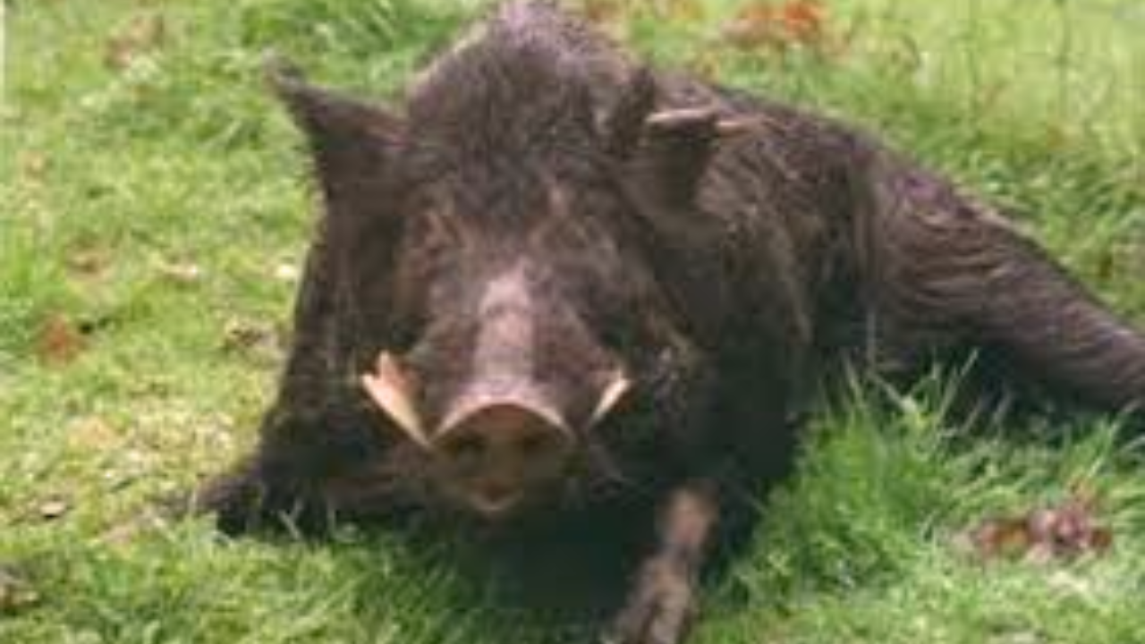 One Man killed and nine injured after wild Pig attack