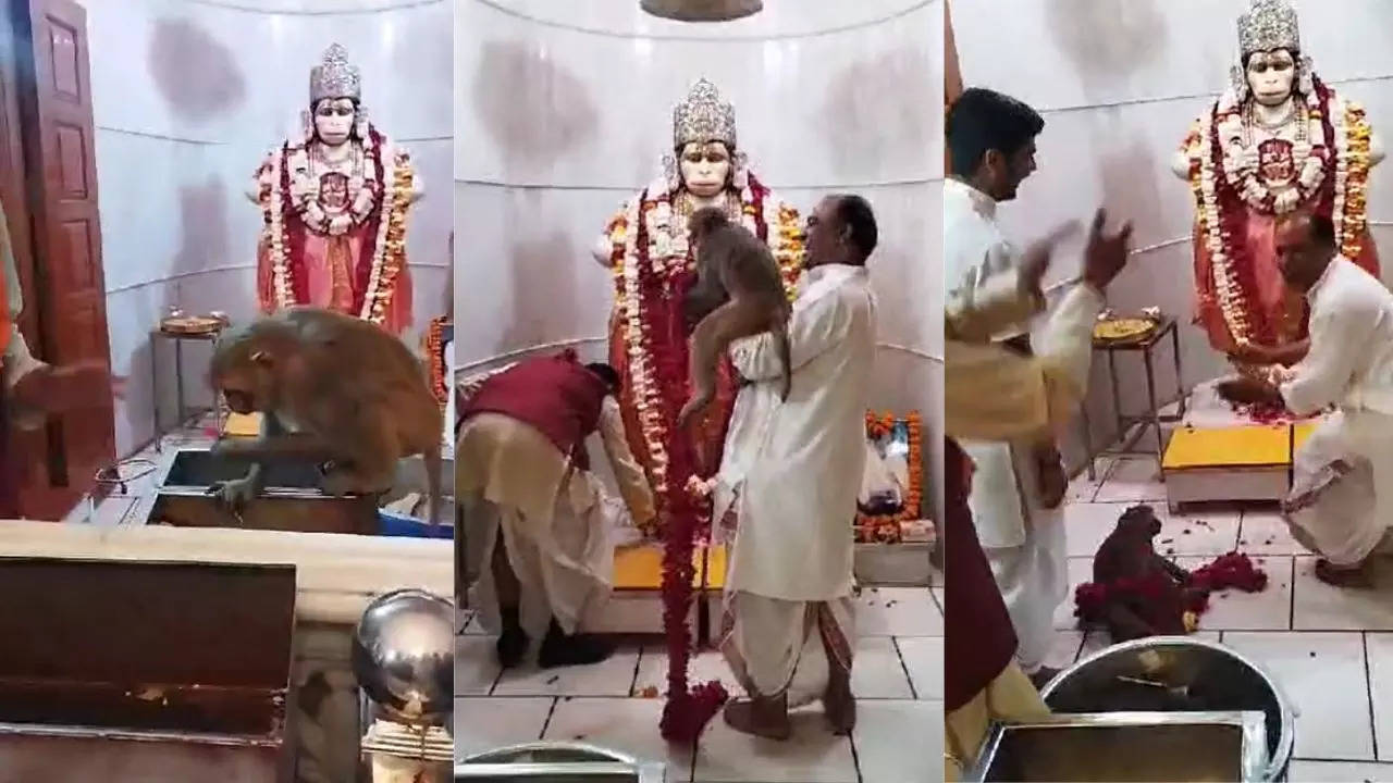 Monkey In Hanuman Temple Viral Video