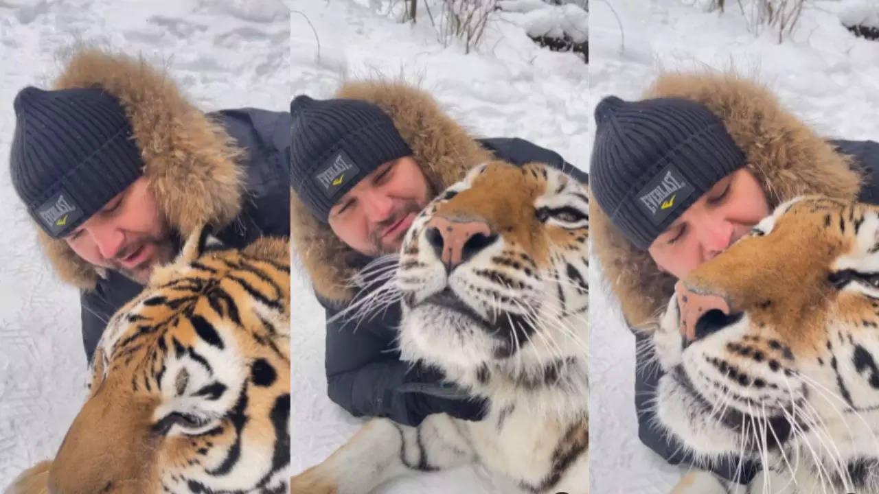 Man Kiss Tiger Viral Video