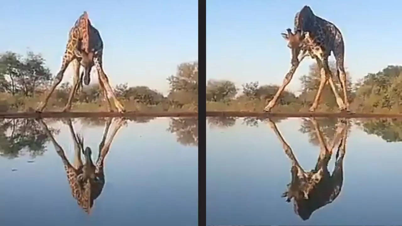 giraffe drinking water video