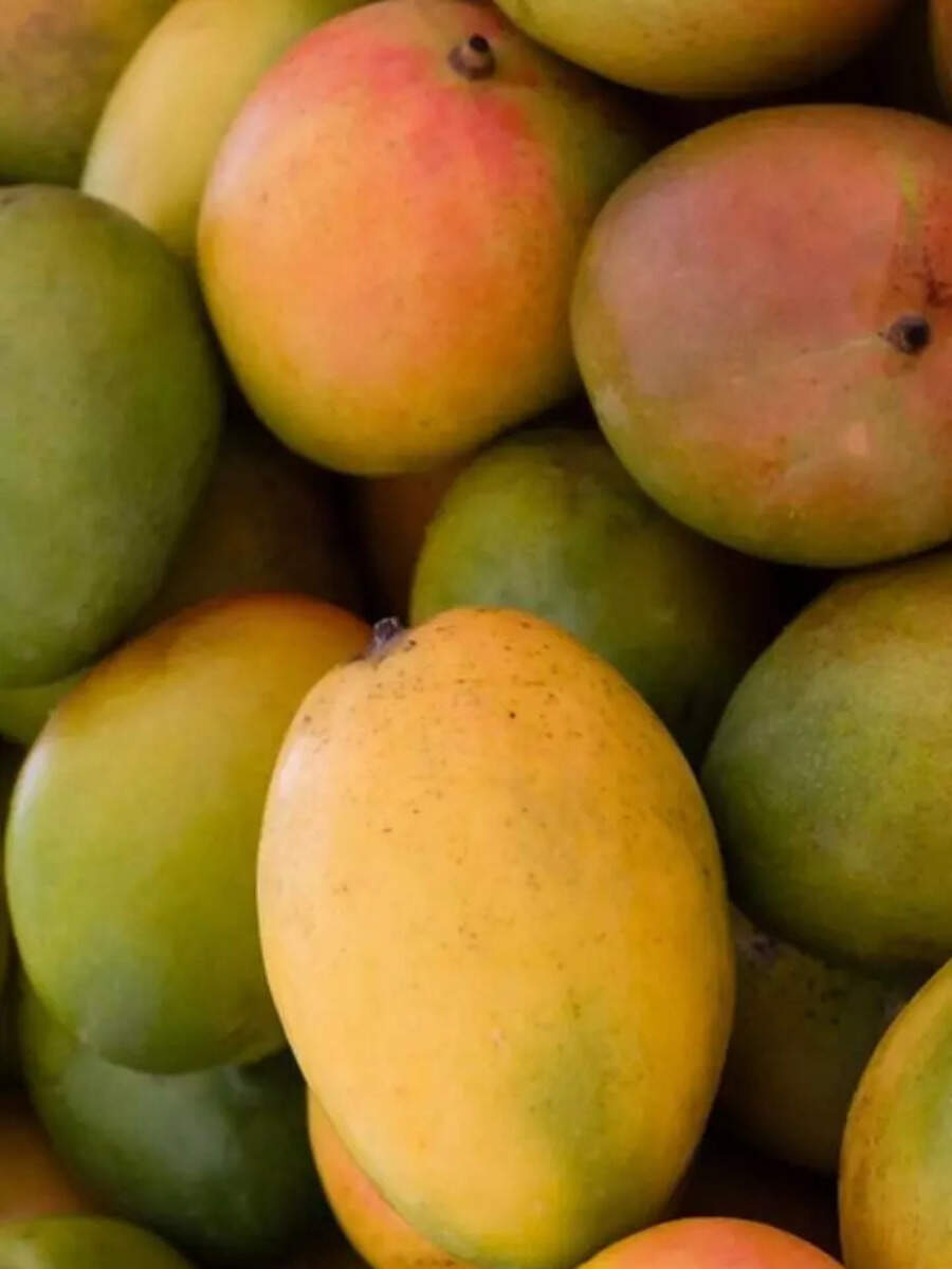 two-largest-mango-producing-state-in-india-times-now-navbharat