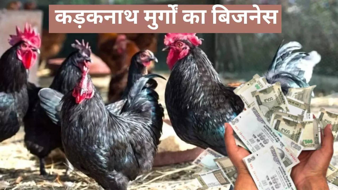 Kadaknath Chicken Business