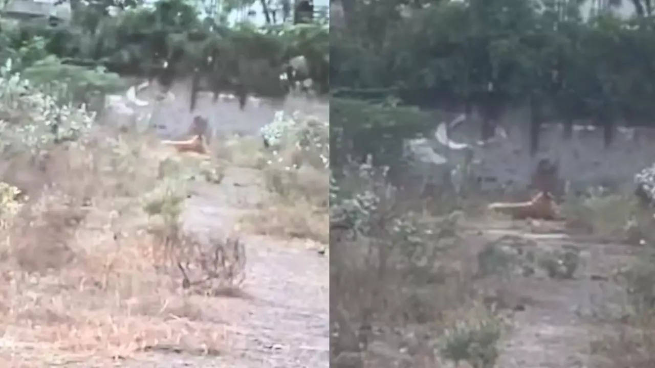 Video of a Tiger Sparks Panic in Noida Turns Out to be a Soft Toy