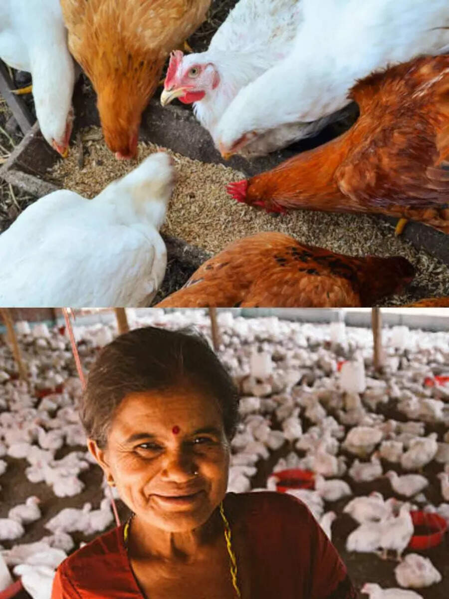Chicken Production In India State Wise, Chicken Production In India