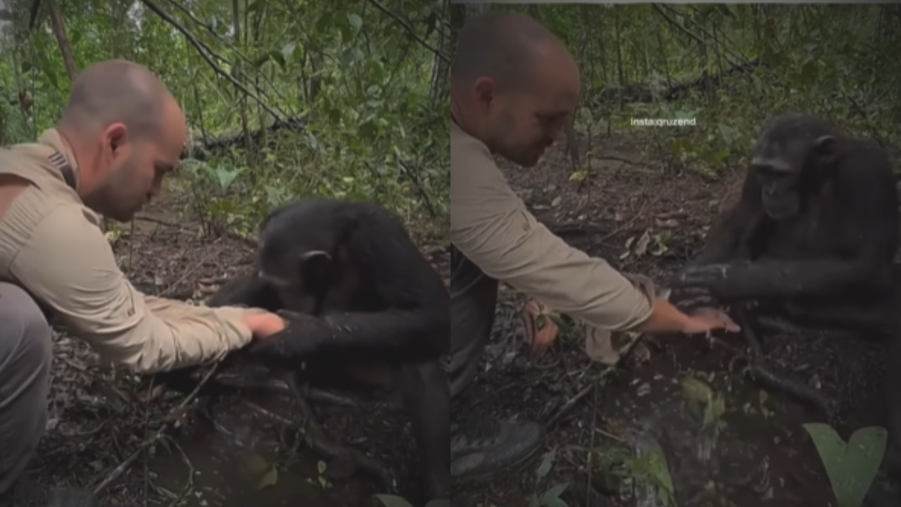 ​chimpanzee viral video, chimpanzee video, chimpanzee emotional reaction, chimpanzee emotional video, chimpanzee video viral, viral news, viral, news