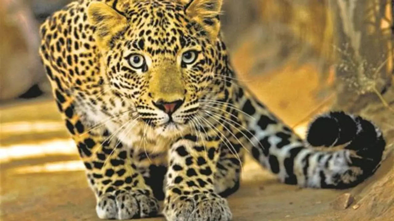 Leopard attacked in Bhojpur