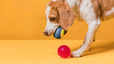 Best Dog Chew Toys for Healthy Teeth and Gums