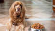 6 Best Dog Food Perfect for Boosting Your Pets Energy Levels