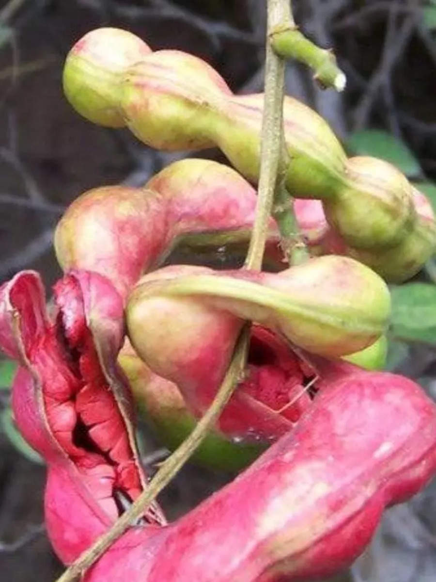 this-jungle-fruit-is-called-the-father-of-all-fruits-beneficial-in