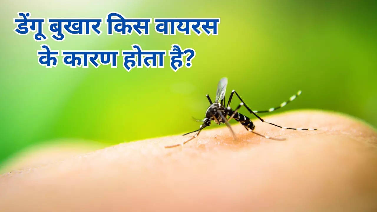 Which Virus Causes Dengue Fever