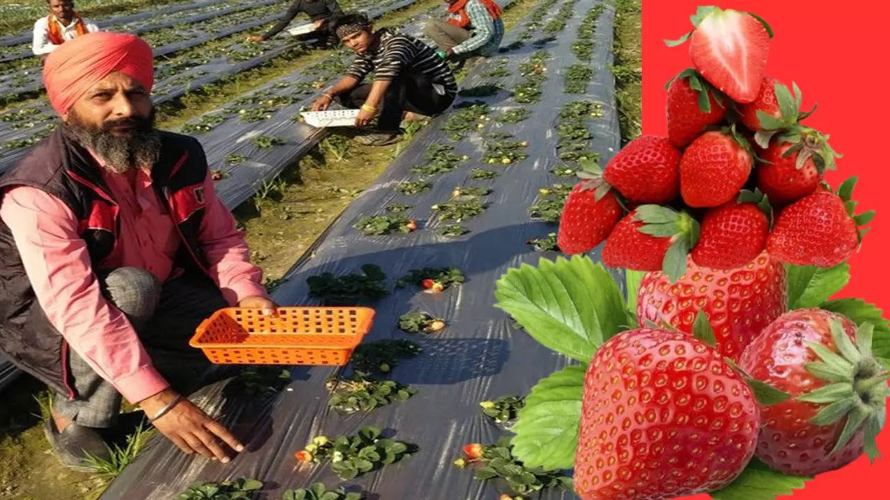 Strawberry Cultivation Process