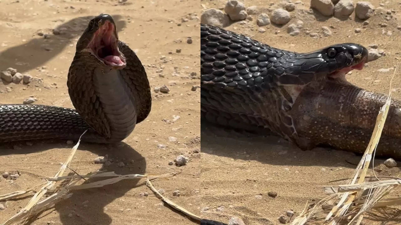 Snake Ka Video