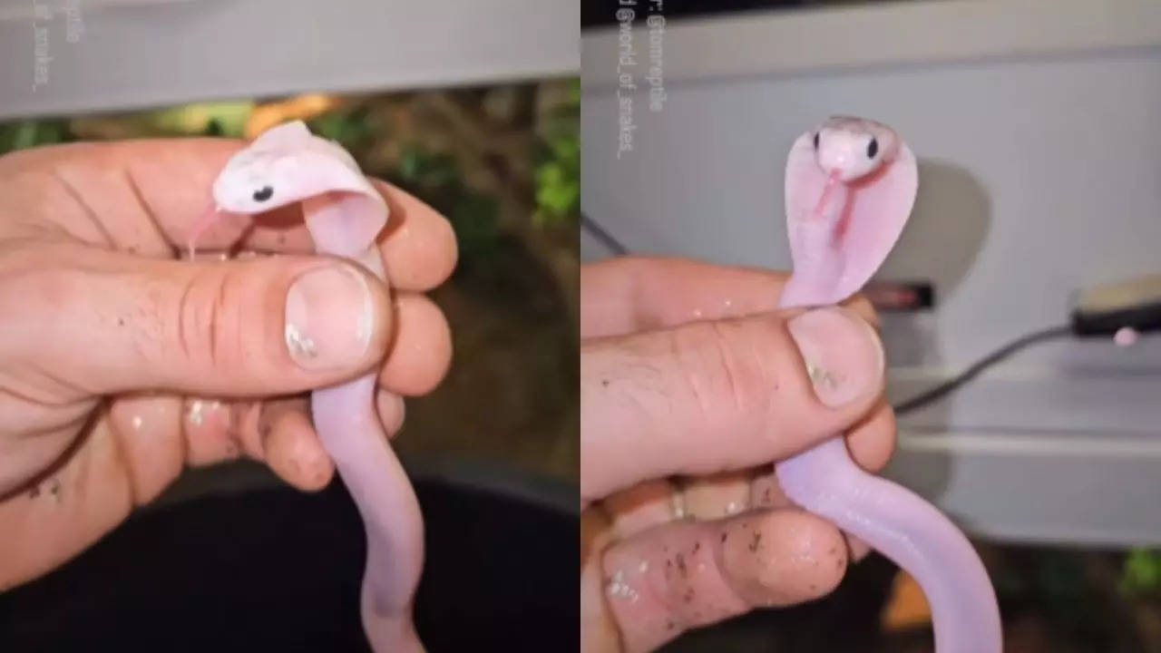 Baby Cobra Viral Video