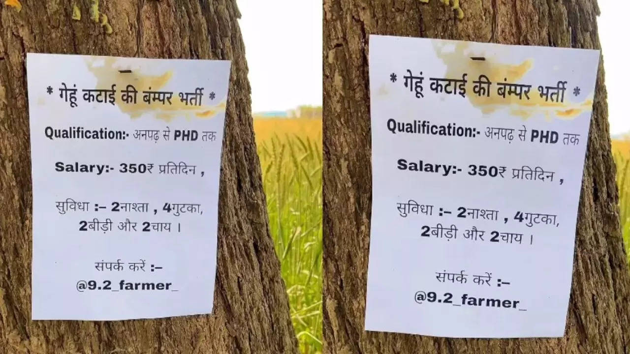 Wheat Harvesting Job Vacancy