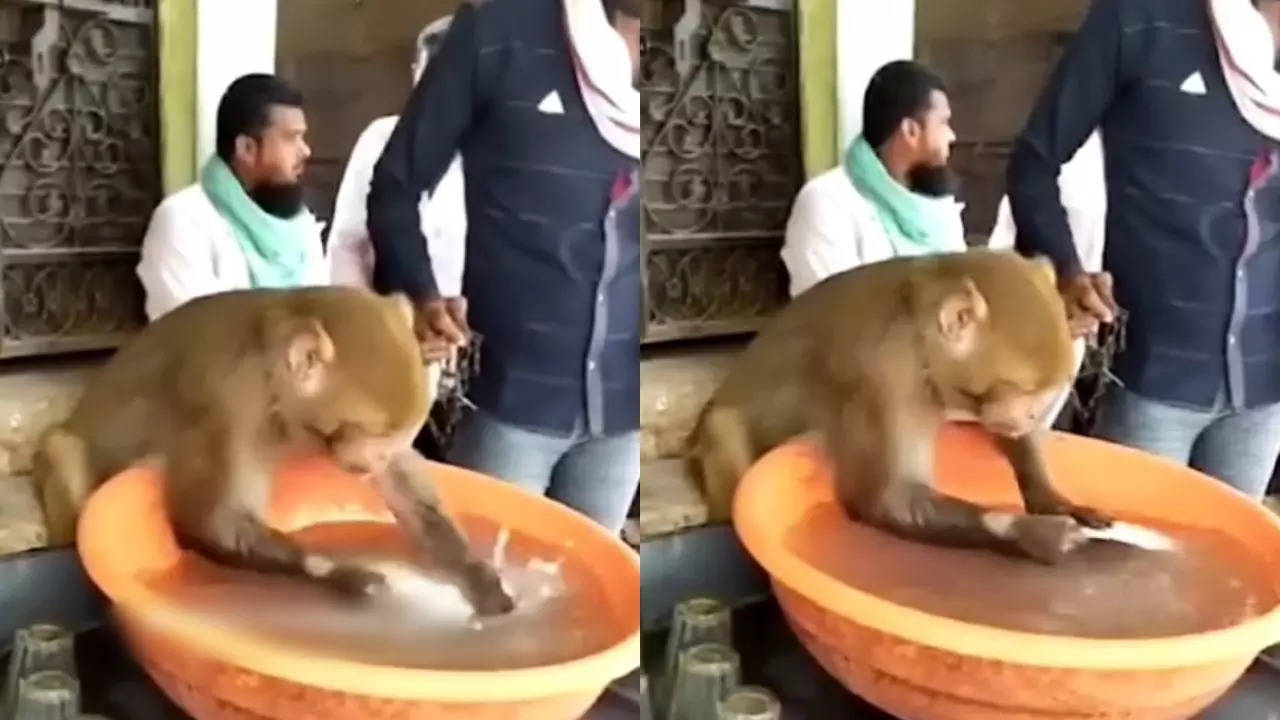 Monkey Funny Video