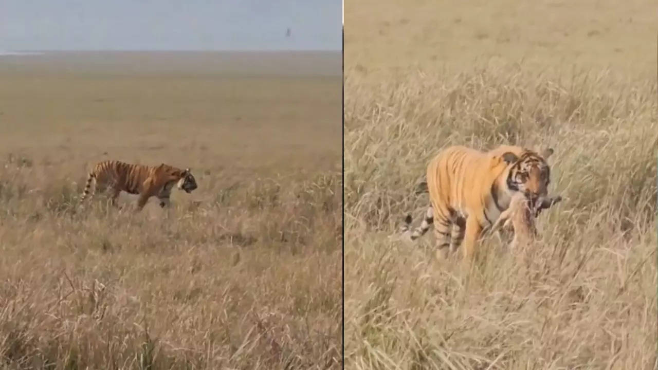 Tiger attack video