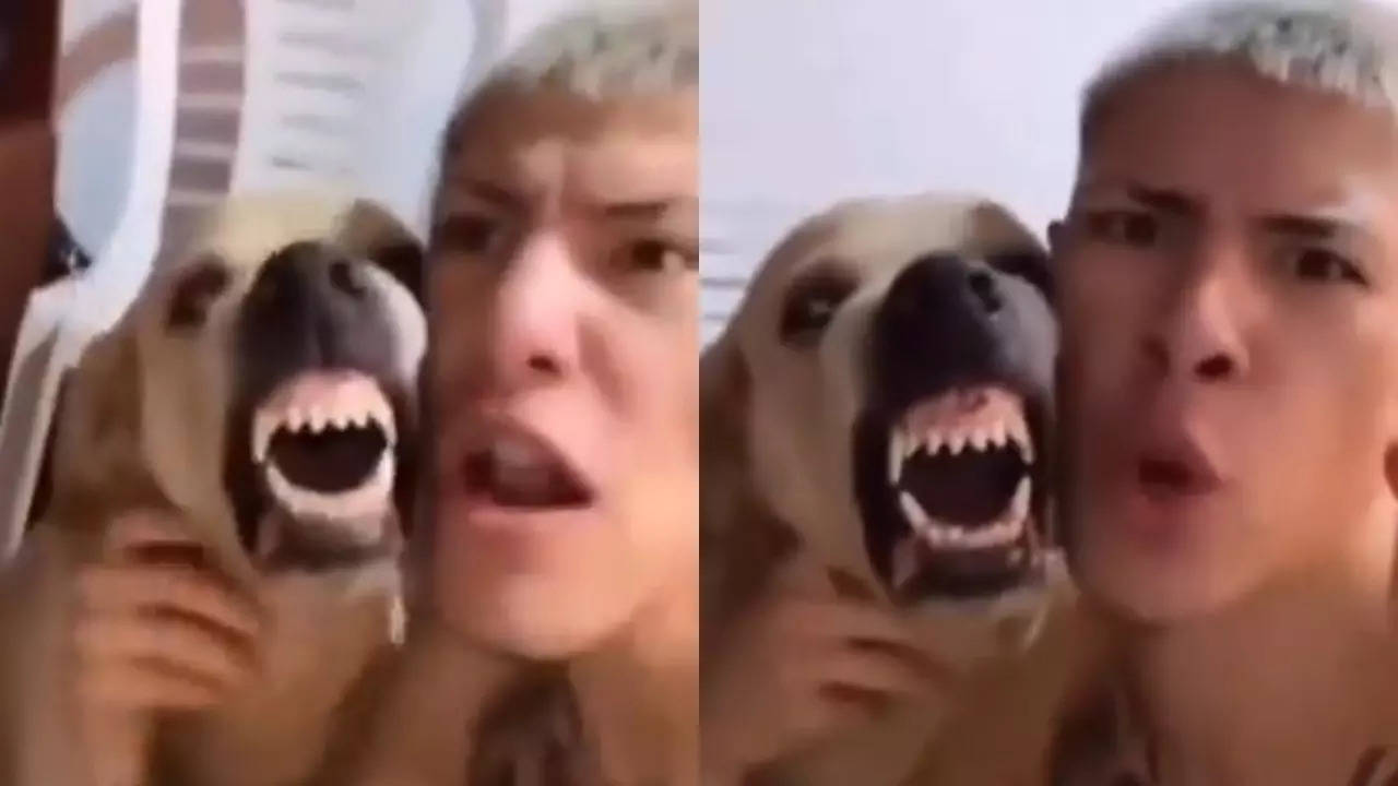 Doggy Funny Video