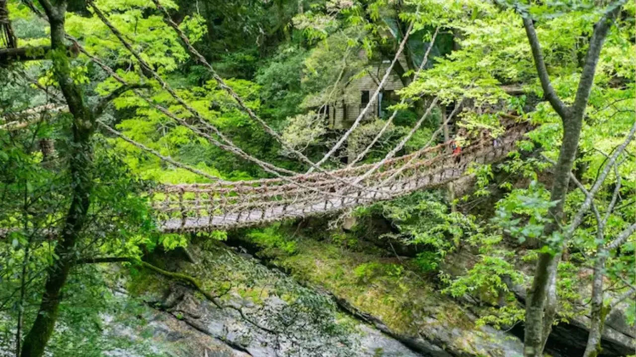 vine bridge in japan