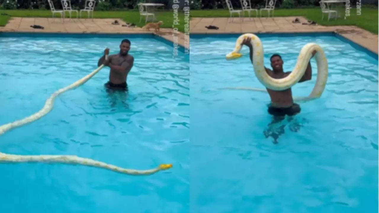 Swimming With Python