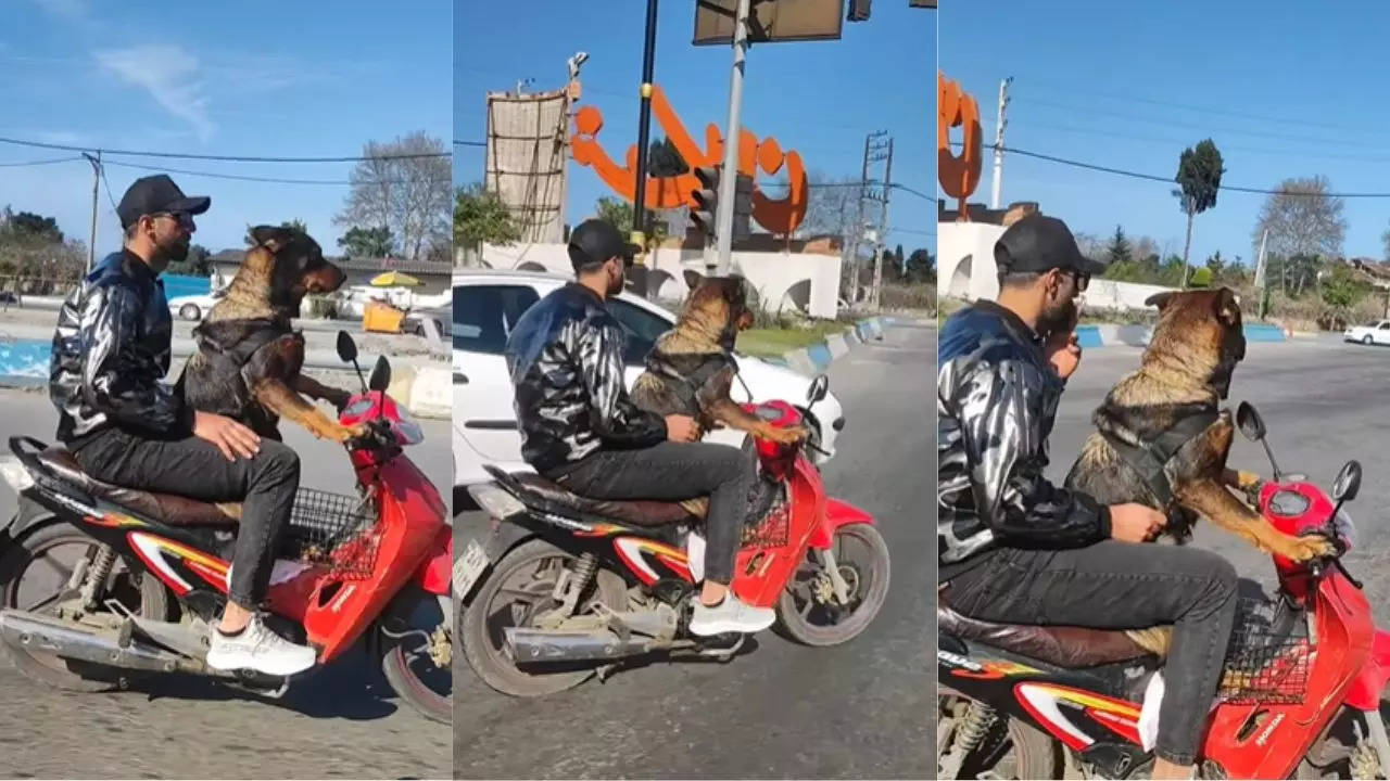 dog riding bike