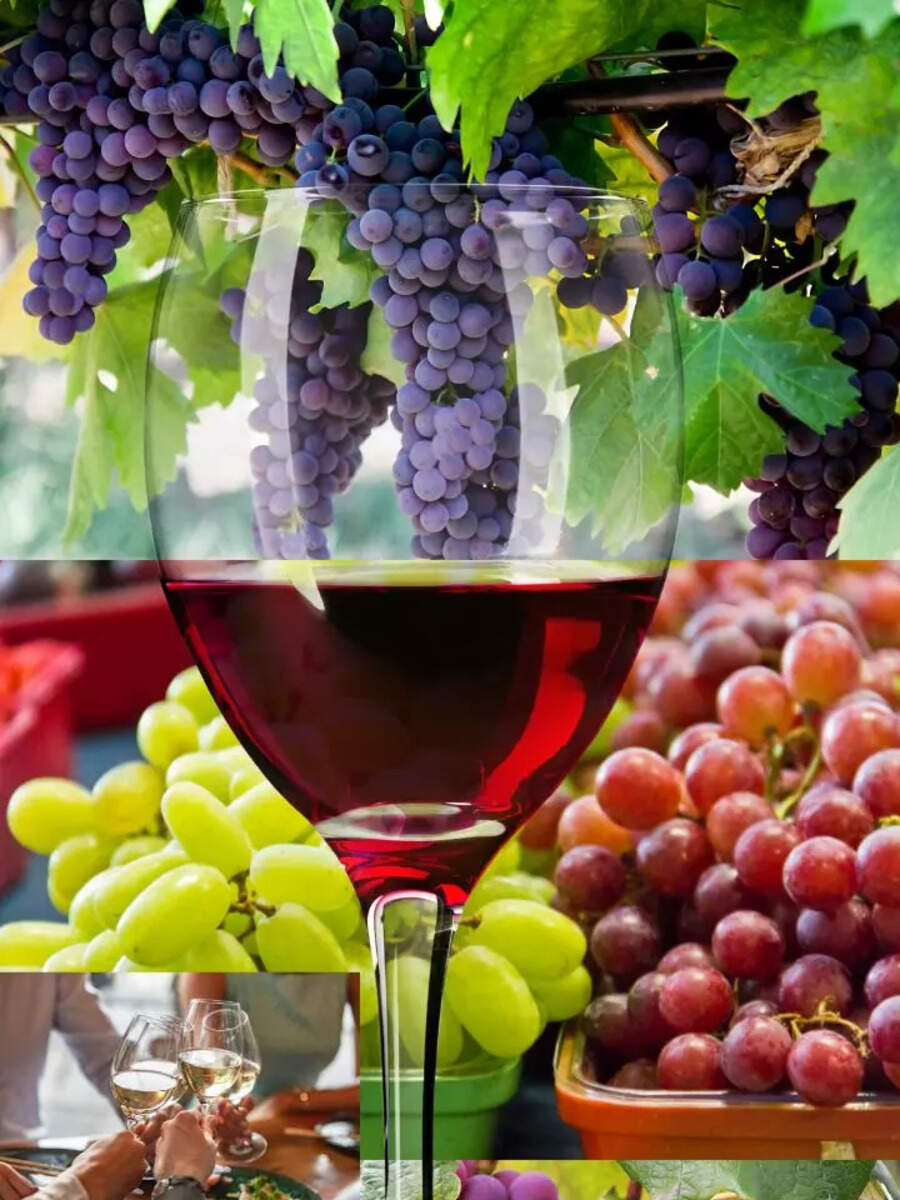 What grapes are used in wine Making, What are wine grapes called, which