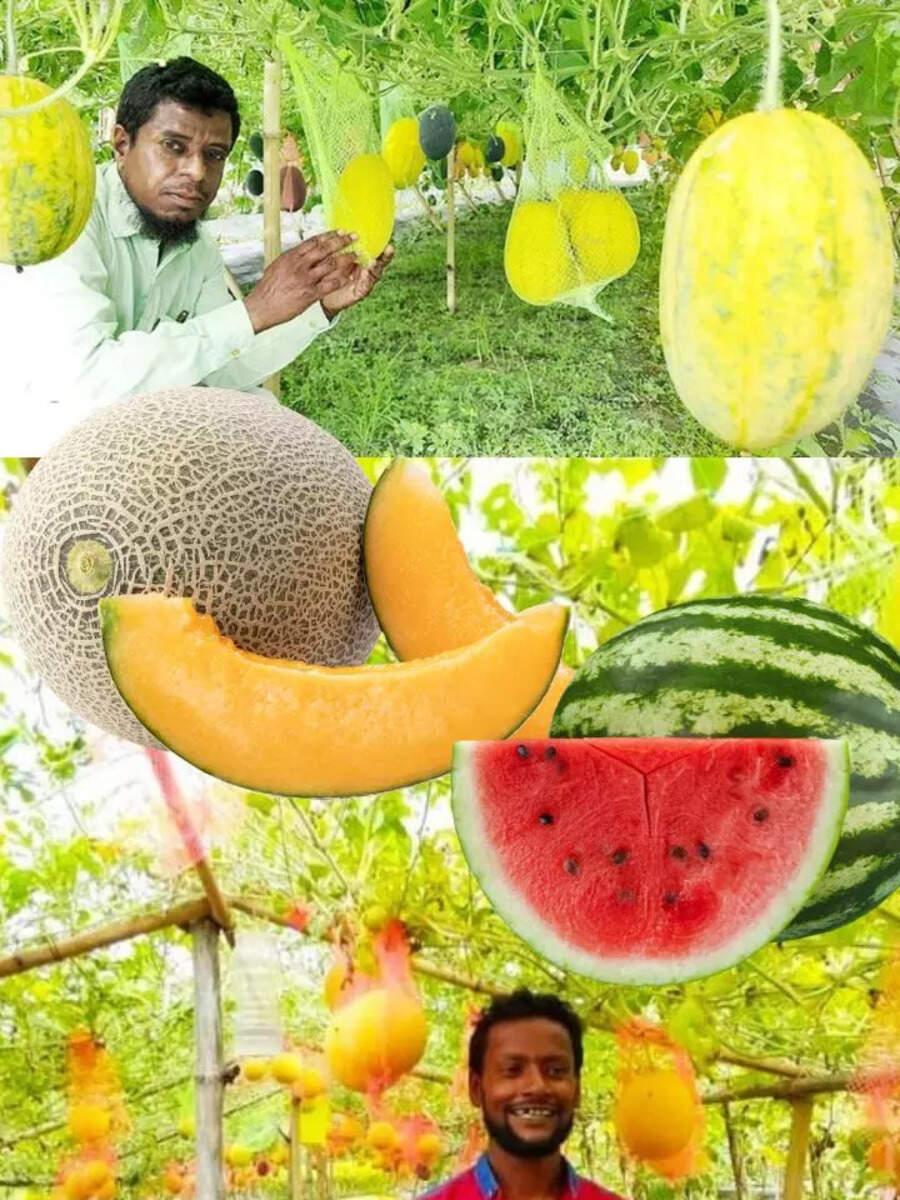 Watermelon Muskmelon Price In Bangladesh 1 Kg, Watermelon Muskmelon Price In Bangladesh 2024