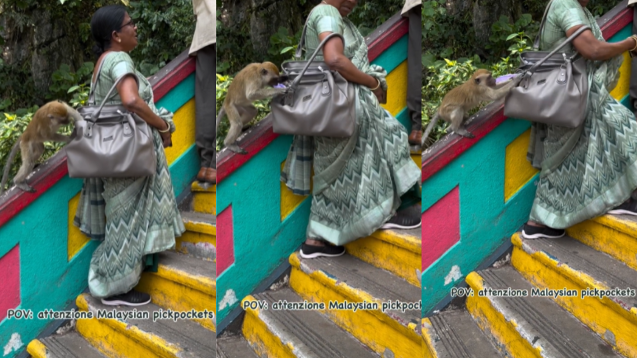 monkey viral video