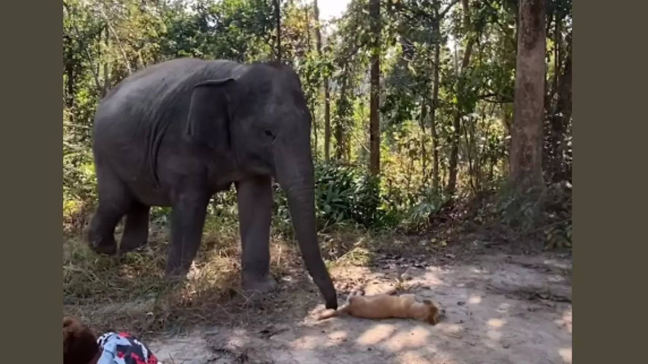 elephant video