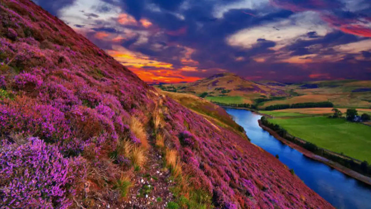 valley of flowers