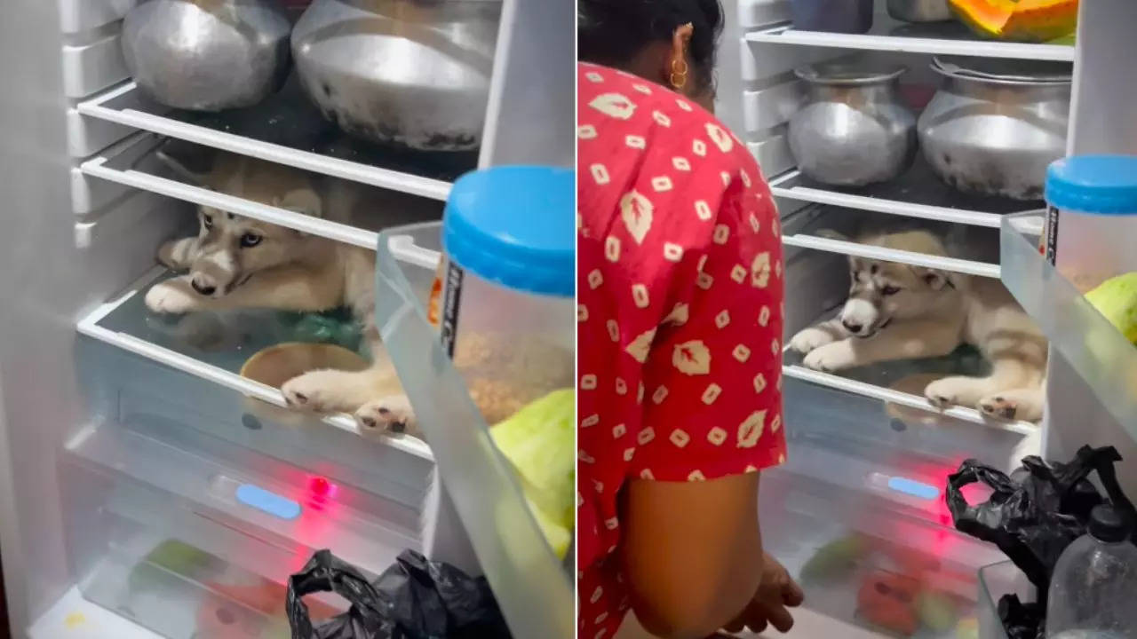 Dog in Fridge