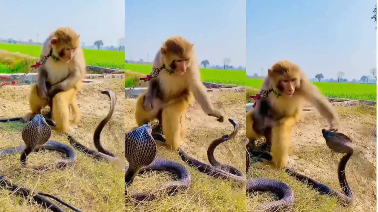 snake monkey video