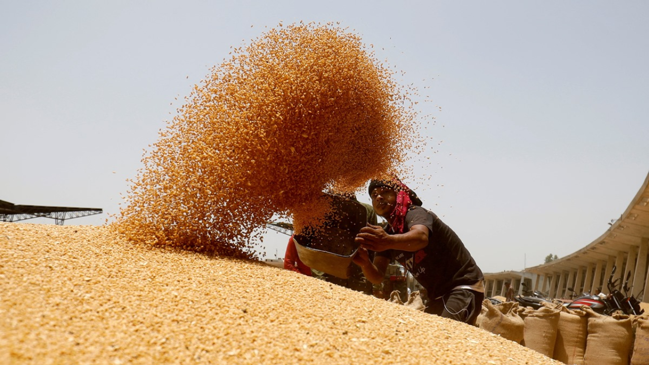 Wheat Procurement