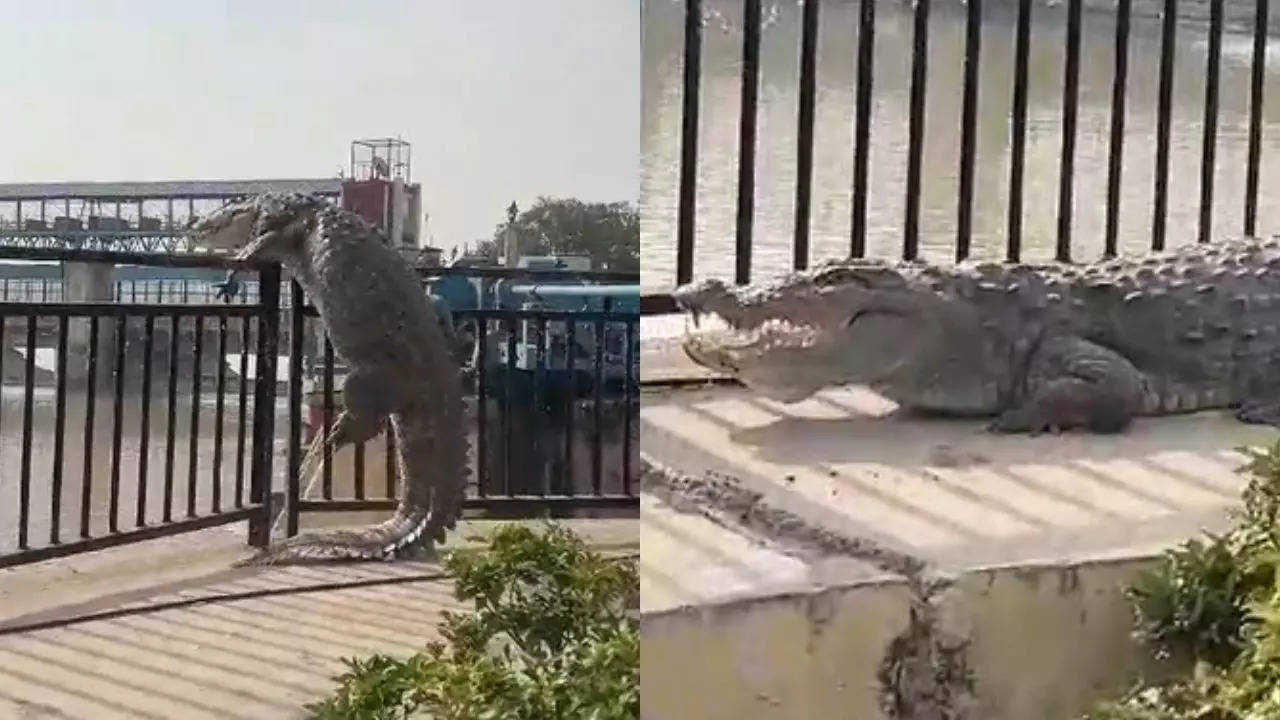 Bulandshahr Crocodile Video